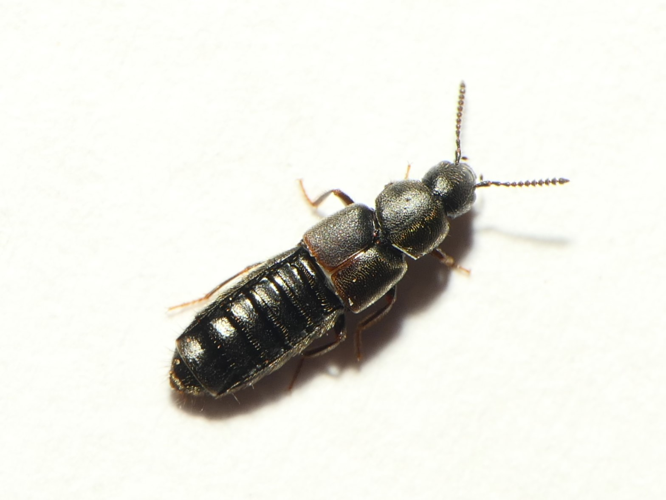 Aleochara obscurella Gravenhorst, 1806 &copy; Dick Belgers