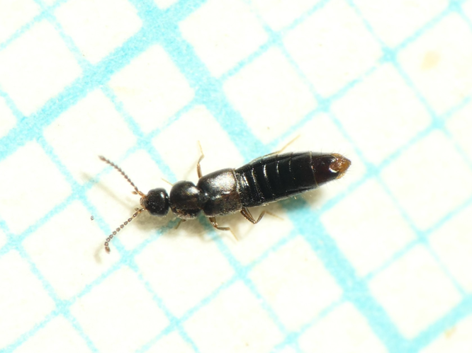 Amischa forcipata Mulsant & Rey, 1873 &copy; Dick Belgers