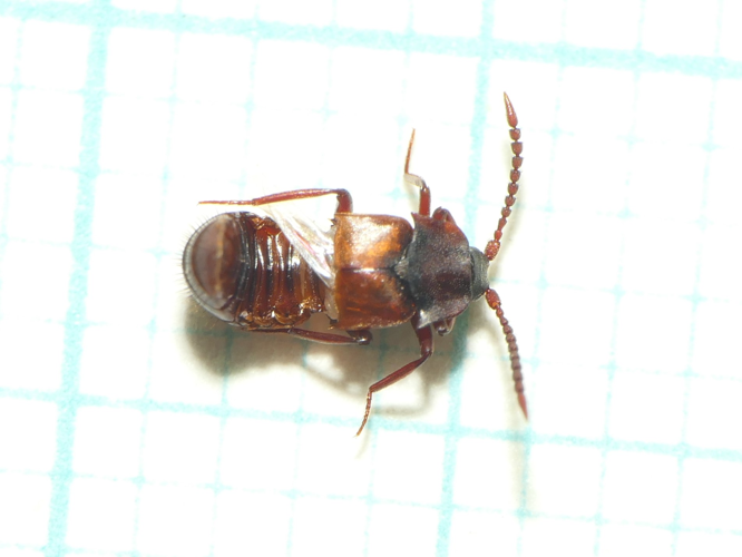 Lomechusa emarginata (Paykull, 1789) &copy; Dick Belgers