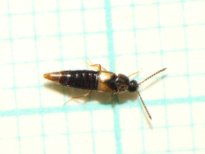 Nehemitropia lividipennis (Mannerheim, 1830) &copy; Dick Belgers