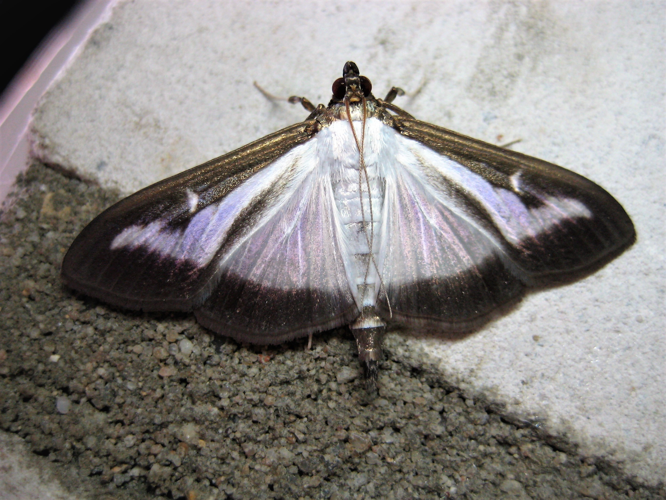 Cydalima perspectalis (Walker, 1859) &copy; Martien van den Heuvel