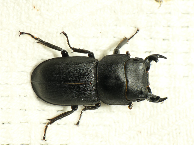Dorcus parallelipipedus (Linnaeus, 1758) &copy; Dick Belgers