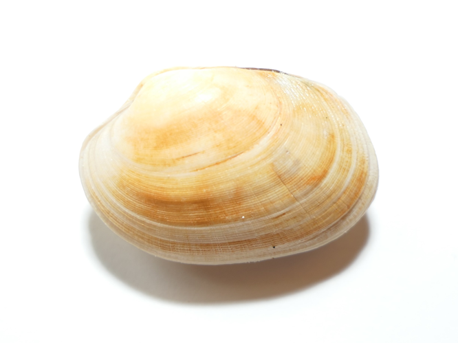Venerupis corrugata (Gmelin, 1791) &copy; Dick Belgers