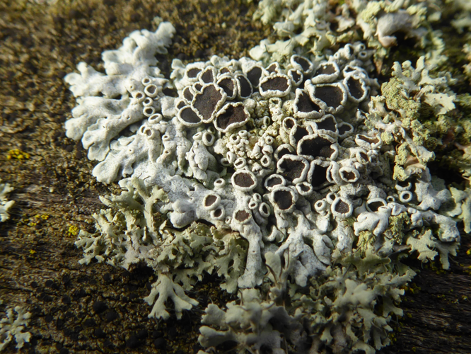 Physcia aipolia (Ehrh. ex Humb.) Fürnr., 1839 &copy; Tjerk Nawijn