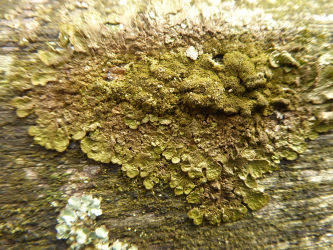 Melanelixia subaurifera (Nyl.) O.Blanco, A.Crespo, Divakar, Essl., D.Hawksw. & Lumbsch, 2004 &copy; Tjerk Nawijn