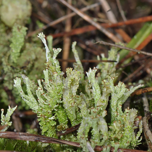 Cladonia ramulosa (With.) J.R.Laundon, 1984 &copy; Marijke Kanters