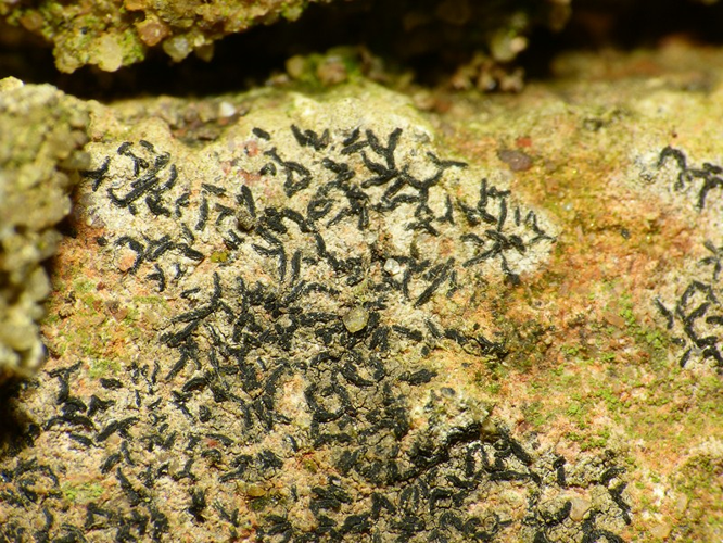 Arthonia calcarea (Turner ex Sm.) Ertz & Diederich, 2009 &copy; Dick Belgers