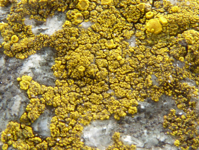 Candelariella vitellina (Hoffm.) Müll.Arg., 1894 &copy; Tjerk Nawijn