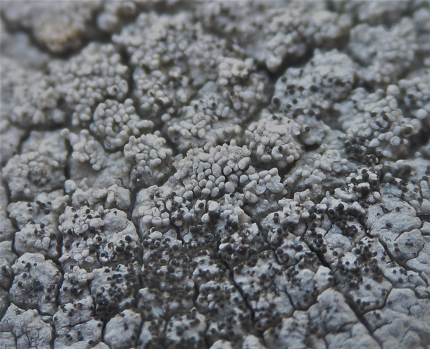 Pertusaria pseudocorallina (Sw.) Arnold, 1887 &copy; Koen Verhoogt