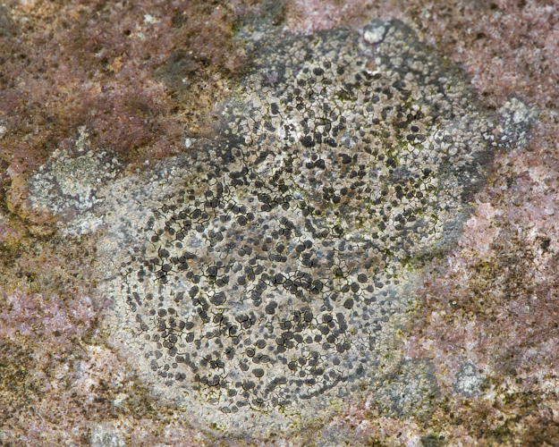 Rhizocarpon reductum Th.Fr., 1874 &copy; Wijnand van Buuren