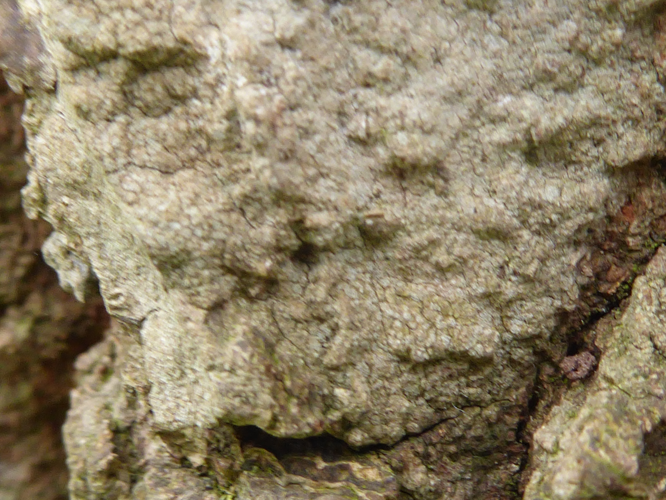 Dendrographa decolorans (Turner & Borrer) Ertz & Tehler, 2011 &copy; Tjerk Nawijn