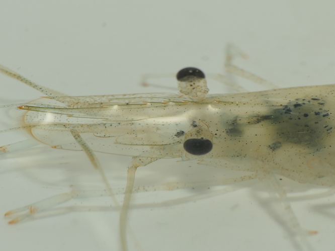 Palaemonetes varians (Leach, 1813) &copy; Dick Belgers