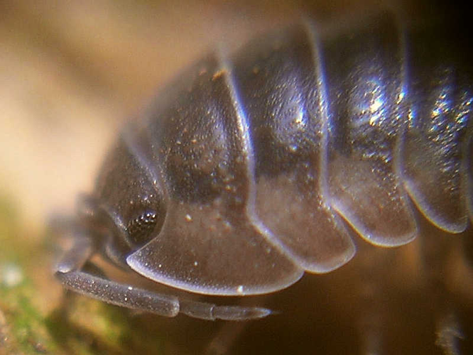 Armadillidium nasatum Budde-Lund, 1885 &copy; Arp Kruithof