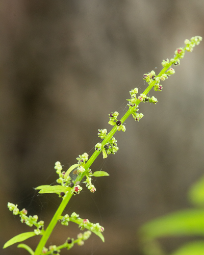 Chenopodium polyspermum L., 1753 &copy; Wijnand van Buuren