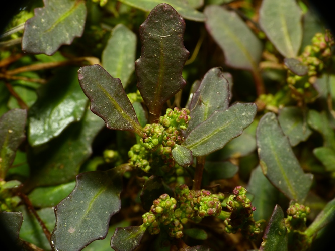 Oxybasis glauca (L.) S.Fuentes, Uotila & Borsch, 2012 &copy; Dick Belgers