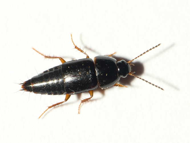 Tachinus rufipes (Linnaeus, 1758) &copy; Dick Belgers