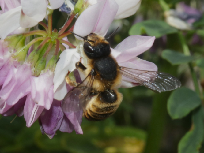 Megachile ericetorum Lepeletier, 1841 &copy; Petra Fleurbaaij
