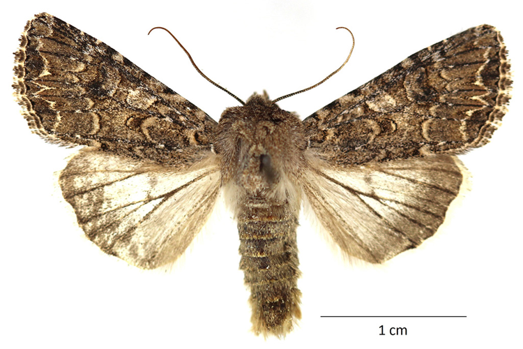 Mamestra trifolii (Hufnagel, 1766) &copy; De Prins Willy & Guido