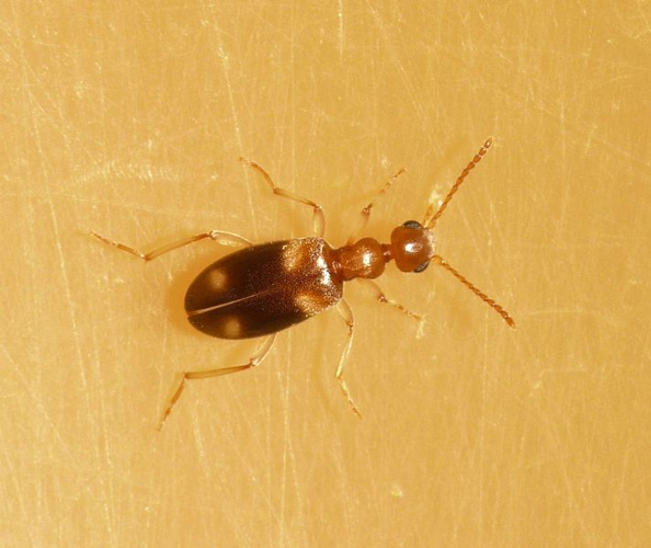 Stricticomus tobias (Marseul, 1879) &copy; Dick Belgers