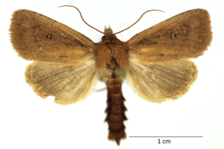 Archanara geminipuncta (Haworth, 1809) &copy; De Prins Guido