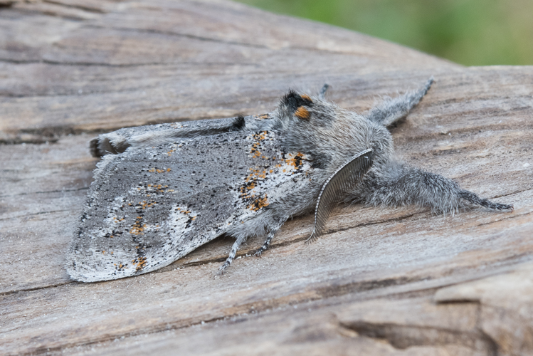 Calliteara fascelina (Linnaeus, 1758) &copy; Steeman Chris