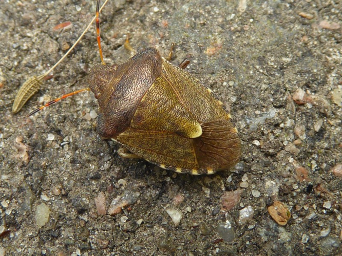 Peribalus vernalis (Wolff, 1804) &copy; Tjerk Nawijn