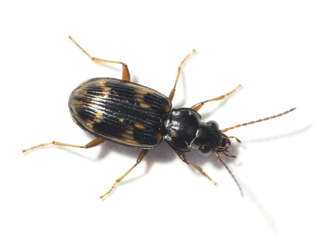 Bembidion varium (Olivier, 1795) &copy; Dick Belgers