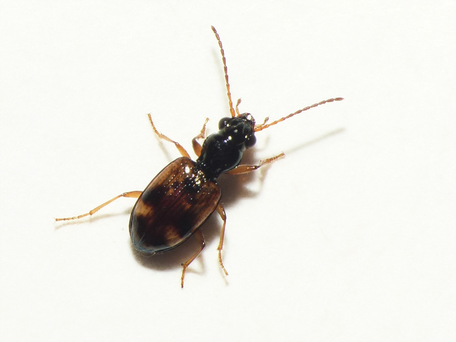 Bembidion articulatum (Panzer, 1795) &copy; Dick Belgers