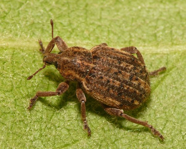 Donus zoilus (Scopoli, 1763) &copy; Dick Belgers