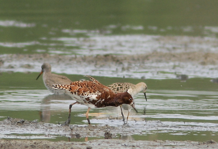 Calidris pugnax (Linnaeus, 1758) &copy; Hans van der Meulen