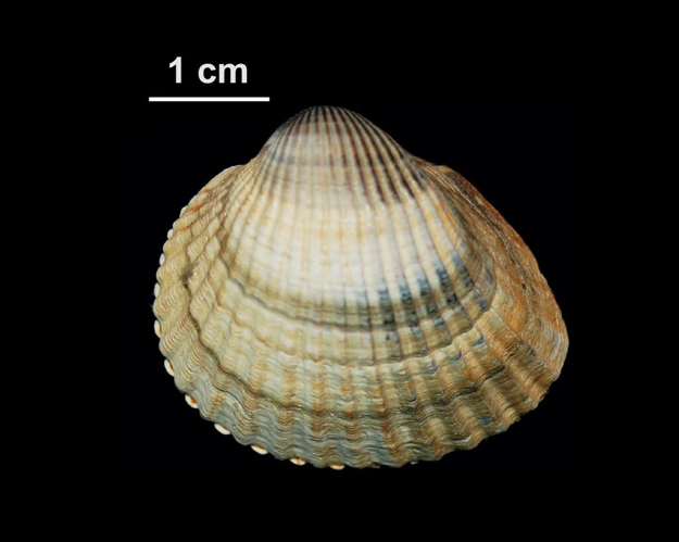 Cerastoderma glaucum (Poiret, 1789) &copy; Mariottini P, Smriglio C, Oliverio M, Rossi S, Di Giulio A