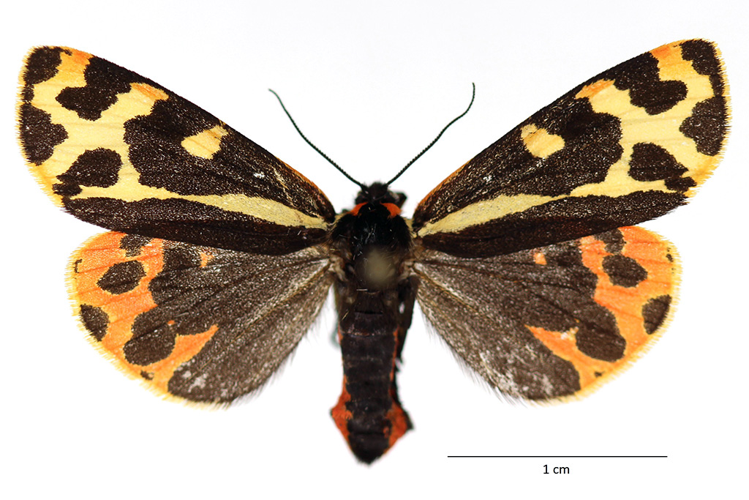 Parasemia plantaginis (Linnaeus, 1758) &copy; De Prins Guido