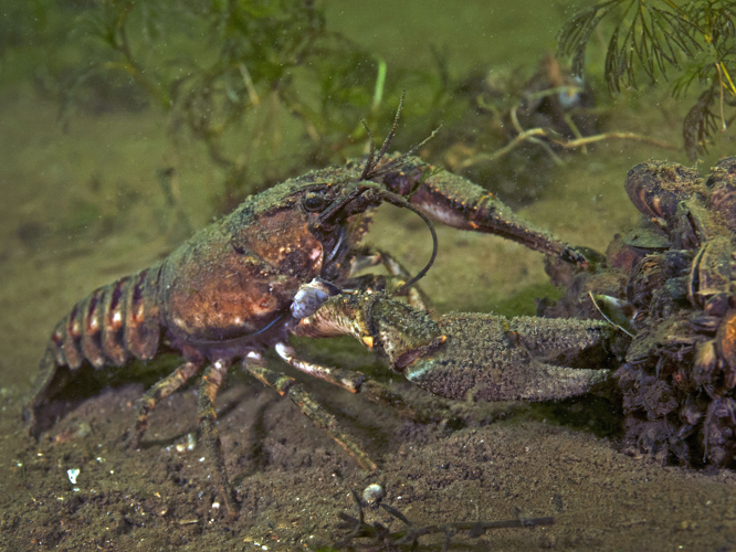 Faxonius limosus (Rafinesque, 1817) &copy; Marion Haarsma