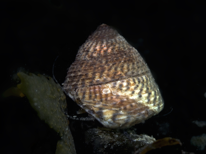 Gibbula cineraria (Linnaeus, 1758) &copy; Marion Haarsma