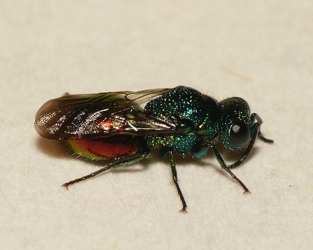 Omalus auratus (Linnaeus, 1758) &copy; Dick Belgers