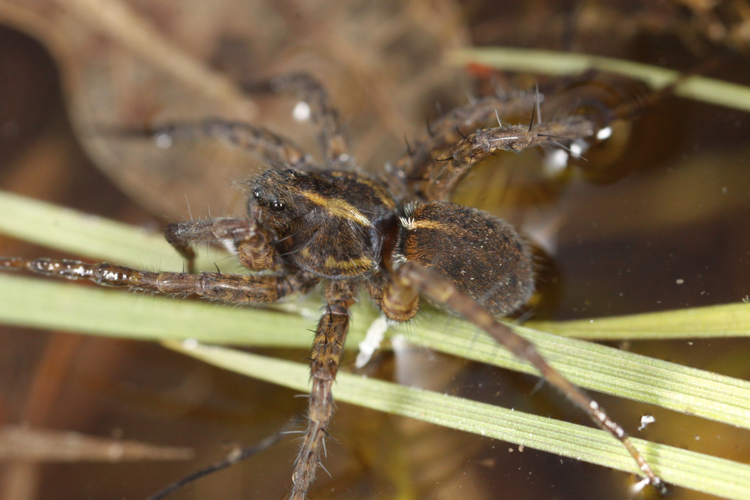Pardosa tenuipes L. Koch, 1882 &copy; Anne Krediet