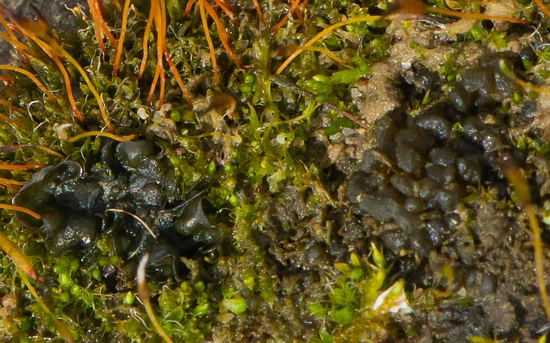 Collema crispum (Huds.) Weber ex F.H.Wigg., 1780 &copy; Wijnand van Buuren