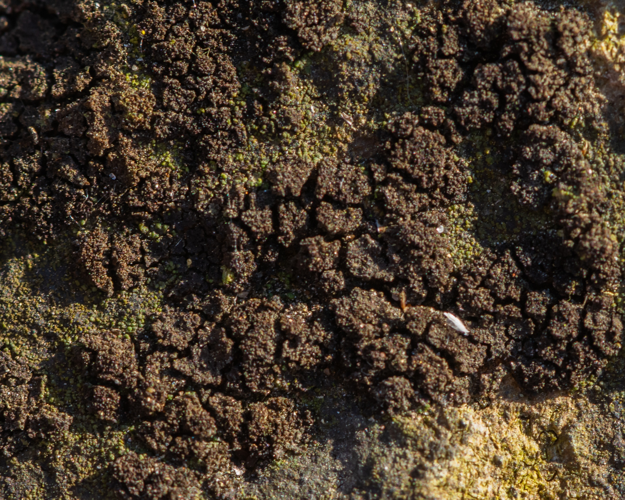 Leptogium teretiusculum Wallr. ex Arnold, 1892 &copy; Wijnand van Buuren