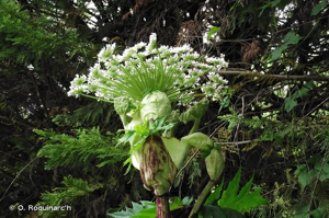 Détail de l'inflorescence. Auvers-sur-Oise (95). © O. Roquinarc'h