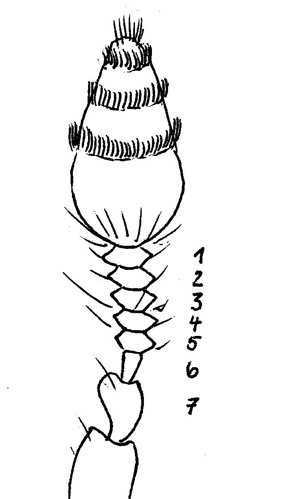 01 Hylurgops glabratus Fühlergeißel Prinzip.jpg &copy; Fdcgoeul