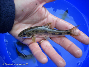  © Fédération de pêche 33