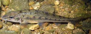 <i>Gobio gobio</i> (Linnaeus, 1758) © M. Bejean