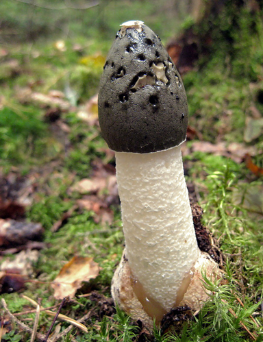 2010-09-26 Phallus impudicus crop.jpg &copy; Ak ccm