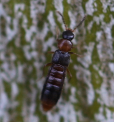 2020 09 27 Leptusa ruficollis2.png &copy; Slimguy