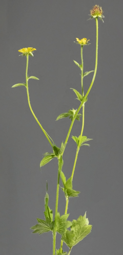 (MHNT) Geum urbanum - Habit.jpg &copy; Archaeodontosaurus