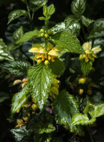 (MHNT) Lamium galeobdolon - Inflorescence - Les Martels, Giroussens Tarn.jpg &copy; Archaeodontosaurus