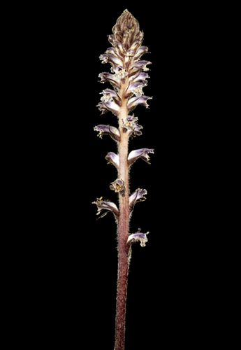 (MHNT) Orobanche minor.jpg &copy; Archaeodontosaurus