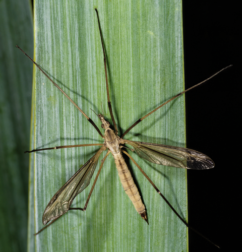 (MHNT) Tipula paludosa on Iris leave.jpg &copy; Archaeodontosaurus