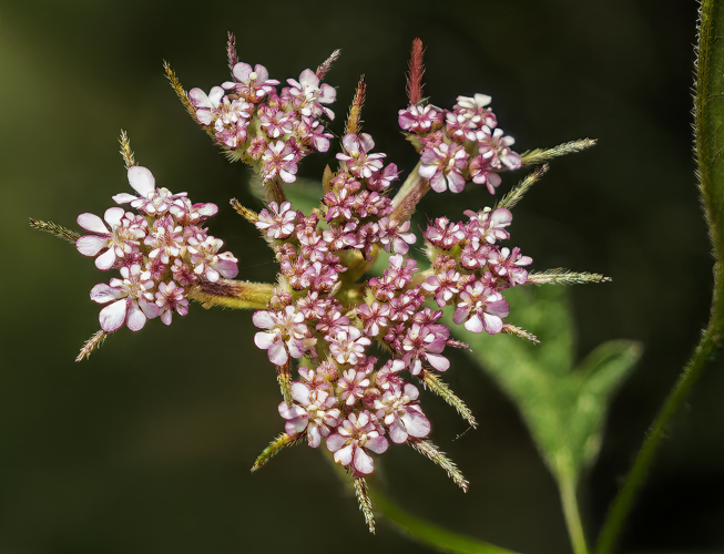 (MHNT) Tordylium maximum - inflorescence.jpg &copy; Archaeodontosaurus