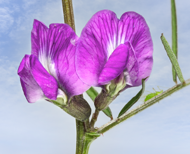 (MHNT) Vicia angustifolia - flowers.jpg &copy; Archaeodontosaurus